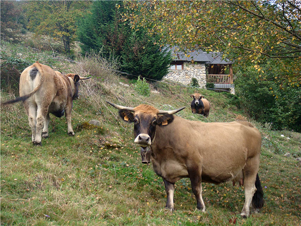 Nos vaches Aubrac sous la maison